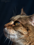 210425_093935_0019 Macro Cat (Felinus Uncooperativus) (Sun 25 Apr 21)
