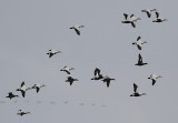 Praktejder - King eider (Somateria spectabilis)
