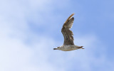 Medelhavstrut Yellow-legged Gull  (Larus michahellis)