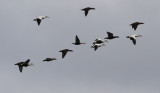 Praktejder - King eider (Somateria spectabilis)