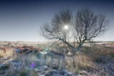 January Frost