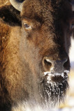 Bison Snow Face
