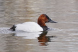 Canvasback