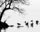 Geese in the Mist.jpg