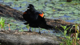 Red Winged Blackbird