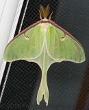 Luna Moth (<i>Actias luna</i>)