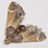 Meal Moth (<i>Pyralis farinalis</i>)
