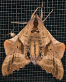 Blinded Sphinx (<i>Paonias excaecata</i>)