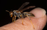 Northern paper wasp (<i>Polistes fuscatus</i>)