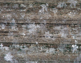 PaD