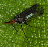 Planthopper