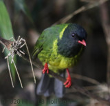 Green-and-black Fruiteater (Pipreola riefferii)