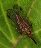 planthopper