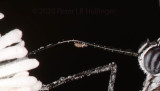 mite on proboscis