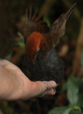 Donna feeding antpitta