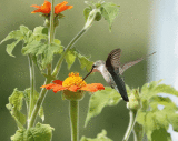 Hummingbird at Tithonia