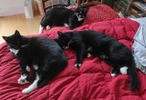 Cats and Dogs