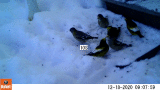 Evening Grosbeaks