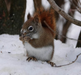 American Red Squirrel (<i>Tamiasciurus hudsonicus</i>)