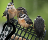 Baby Nuthatches