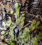 Snakewort (Conocephalum salebrosum)