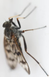 Common Snipe Fly (<i>Rhagio mystaceus</i>)