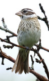 Rose-breasted Grosbeak (Pheucticus ludovicianus)