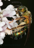 Sweat Bee