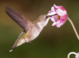 Ruby-throated Hummingbird (Archilochus colubris)