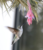 Hummingbird visiting Tillandsia bergeri
