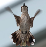 young hummingbird guards its nectar