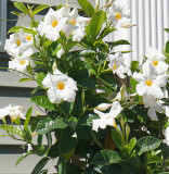 Mandevilla vine.