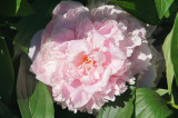 Pink peony.