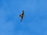 Green Birding: Taxonomic Order