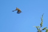 Flycatcher #4
