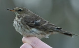 vattenpiplärka - Water Pipit (Anthus spinoletta)