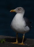 medelhavstrut - Yellow-legged Gull (Larus michaellis atlantis)