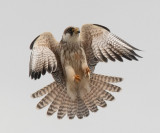 aftonfalk - Red-footed Falcon (Falco vespertinus)