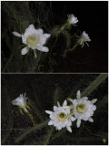 Harrisia sp. Blooms