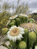 Saguaro Blossoms