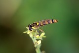 Insectes