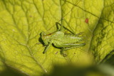 Sauterelles - Grasshopper