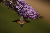 Moro- sphinx butinant un buddleia au crpuscule