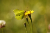 Citron mle (Gonepteryx rhamni) butinant une pervire