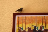Oiseaux de nos campagnes