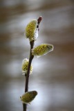 Le temps des fleurs - Flowers