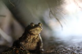 I finally found Sabato my little toad well hidden under a pine tree around our pond