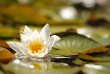 Les nénuphars de mon bassin - Nympheas in my pond