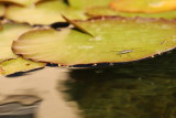 Gerris sur une feuille de nnuphar