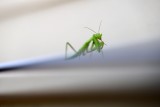 Mantes religieuses - Mantis